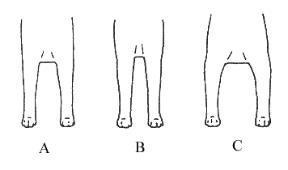 О ПОРОДЕ СИБА-ИНУ. SHIOMARU Питомник сиба и акита-ину