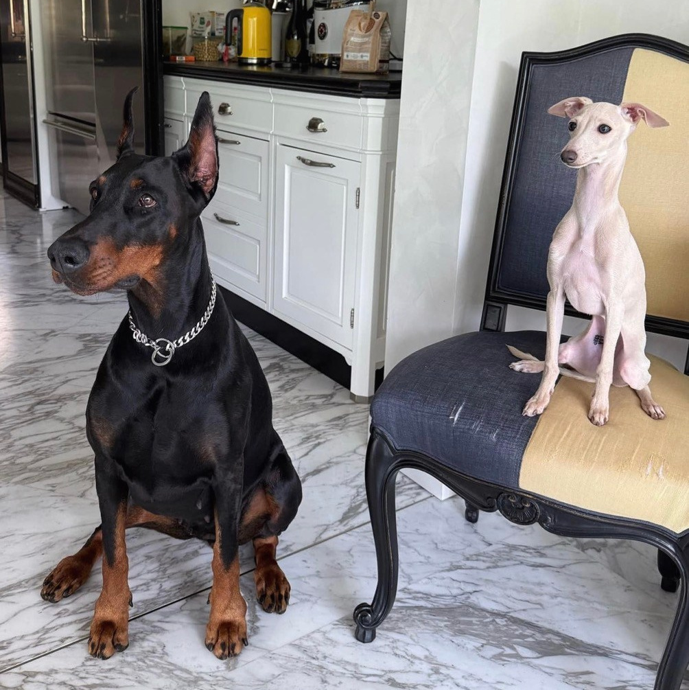 Левретка и другие породы собак. Профессиональный питомник левреток РКФ/FCI ASTI SAPPHIRE 💎 Сочи|Санкт-Петербург