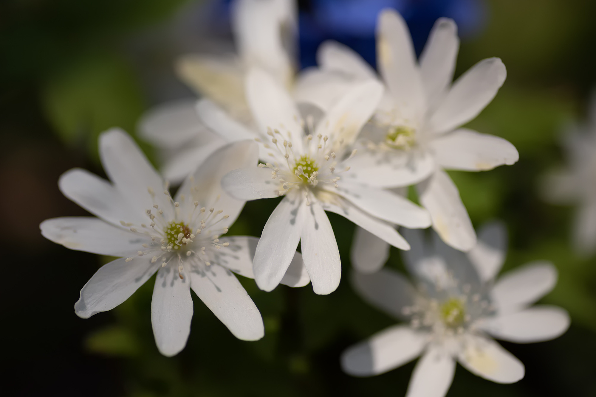 Белоснежные венцы. Граница Национального парка "Салаир", Тогульский район, май 2023