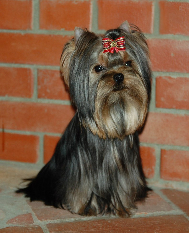 Xcalibr Stribrne Prani. Питомник Йоркширских терьеров Дэнстайл в Санкт-Петербурге заводчик Тих