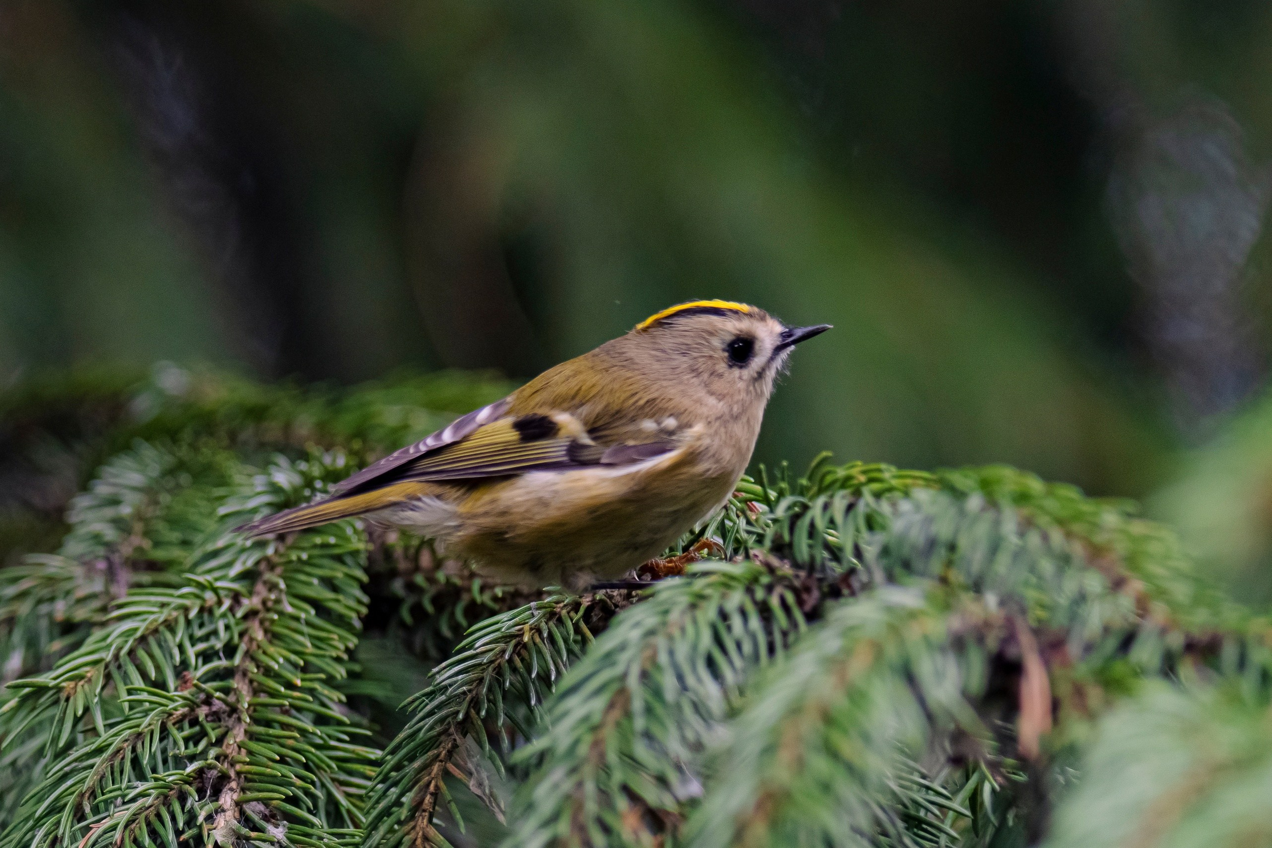 Фотоохота. Фотографии Лены Соколовой