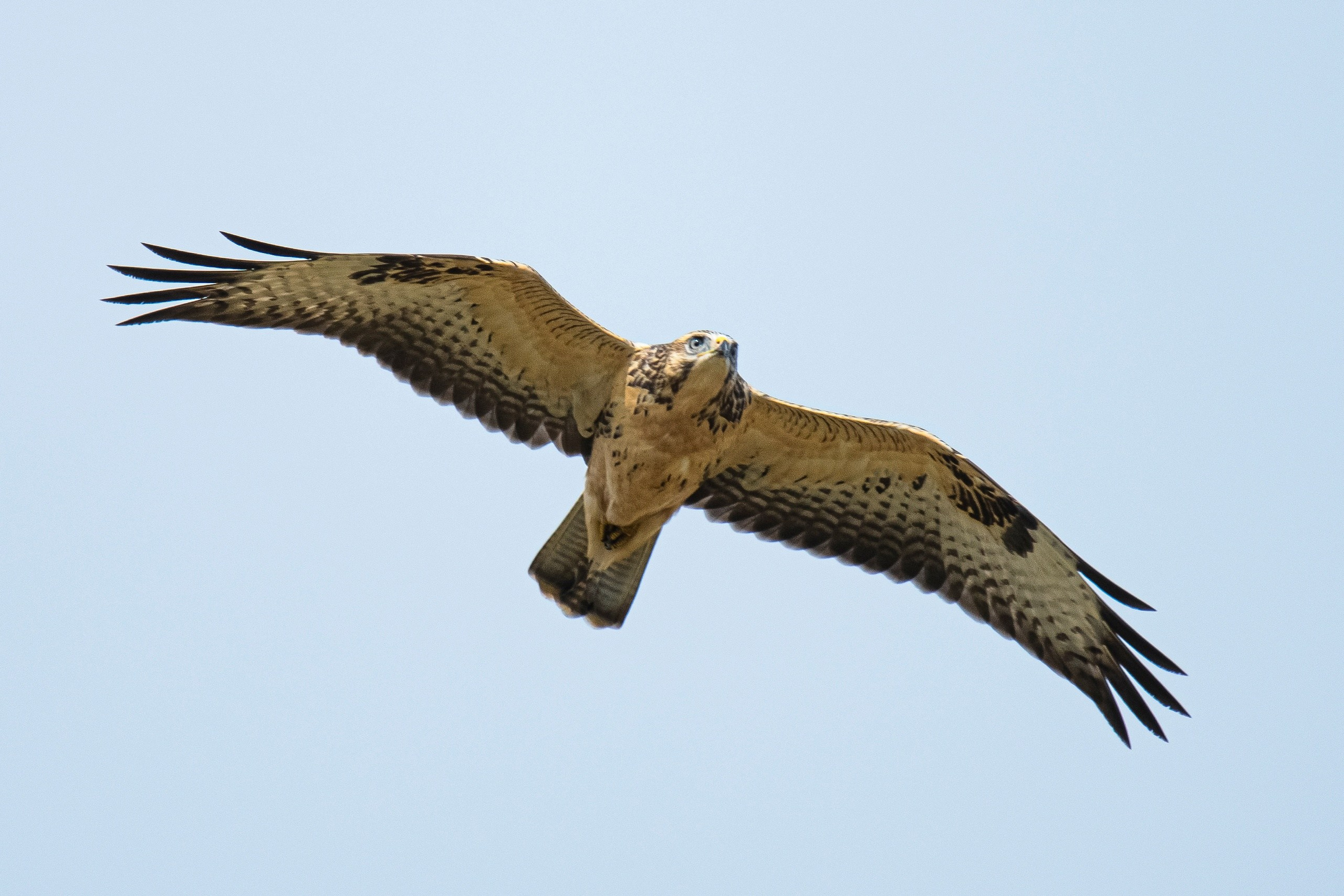 Фотоохота. Фотографии Лены Соколовой