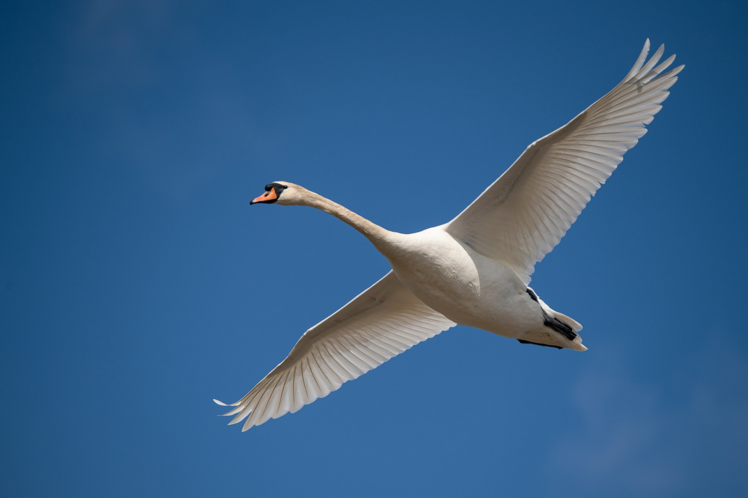 Фотоохота. Фотографии Лены Соколовой