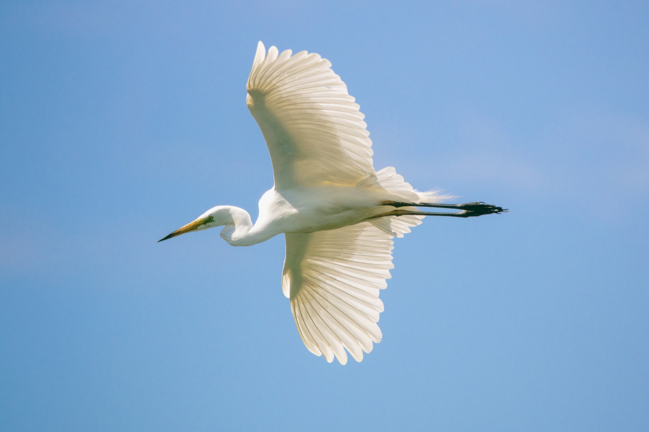 Фотоохота. Фотографии Лены Соколовой