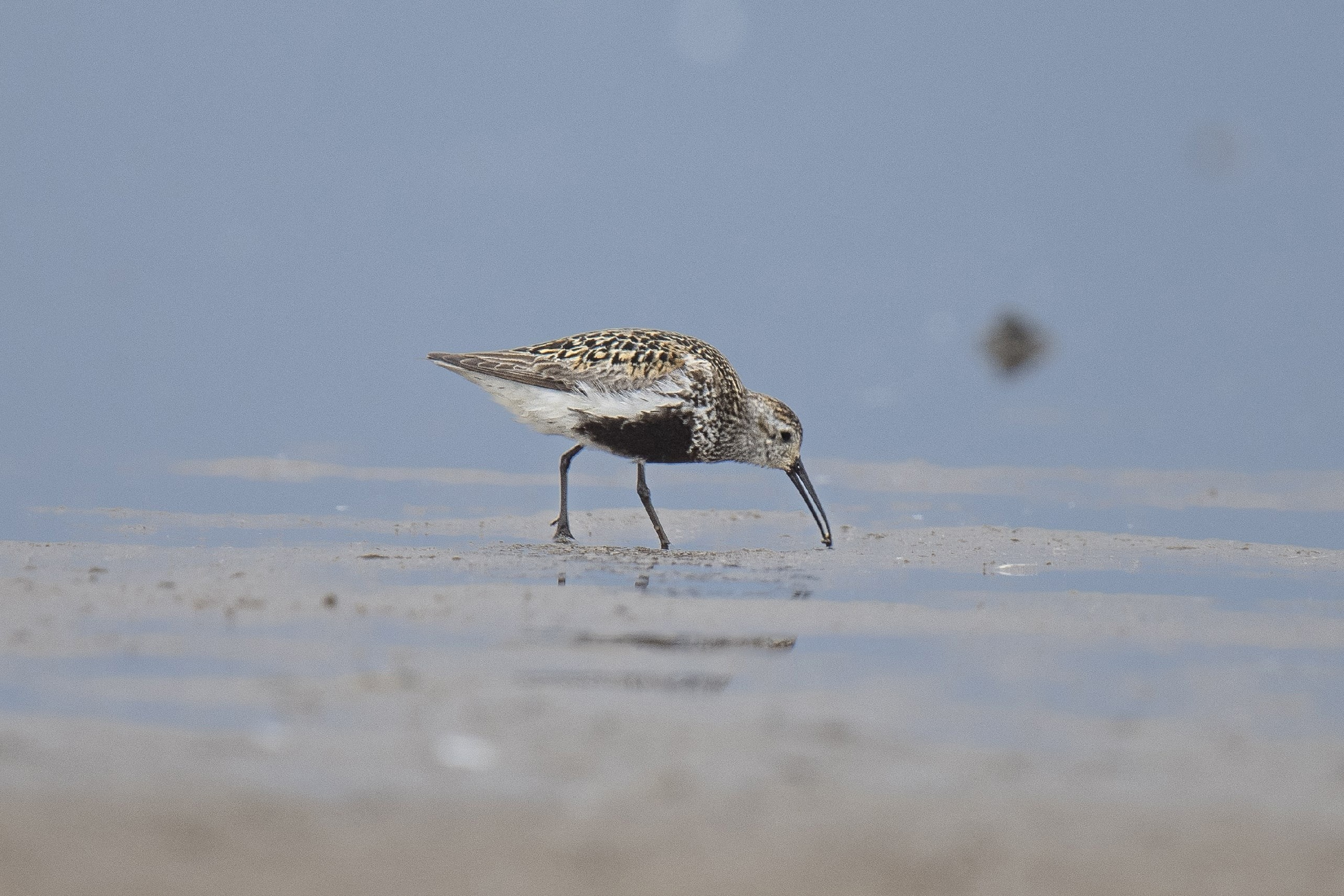 Фотоохота. Фотографии Лены Соколовой