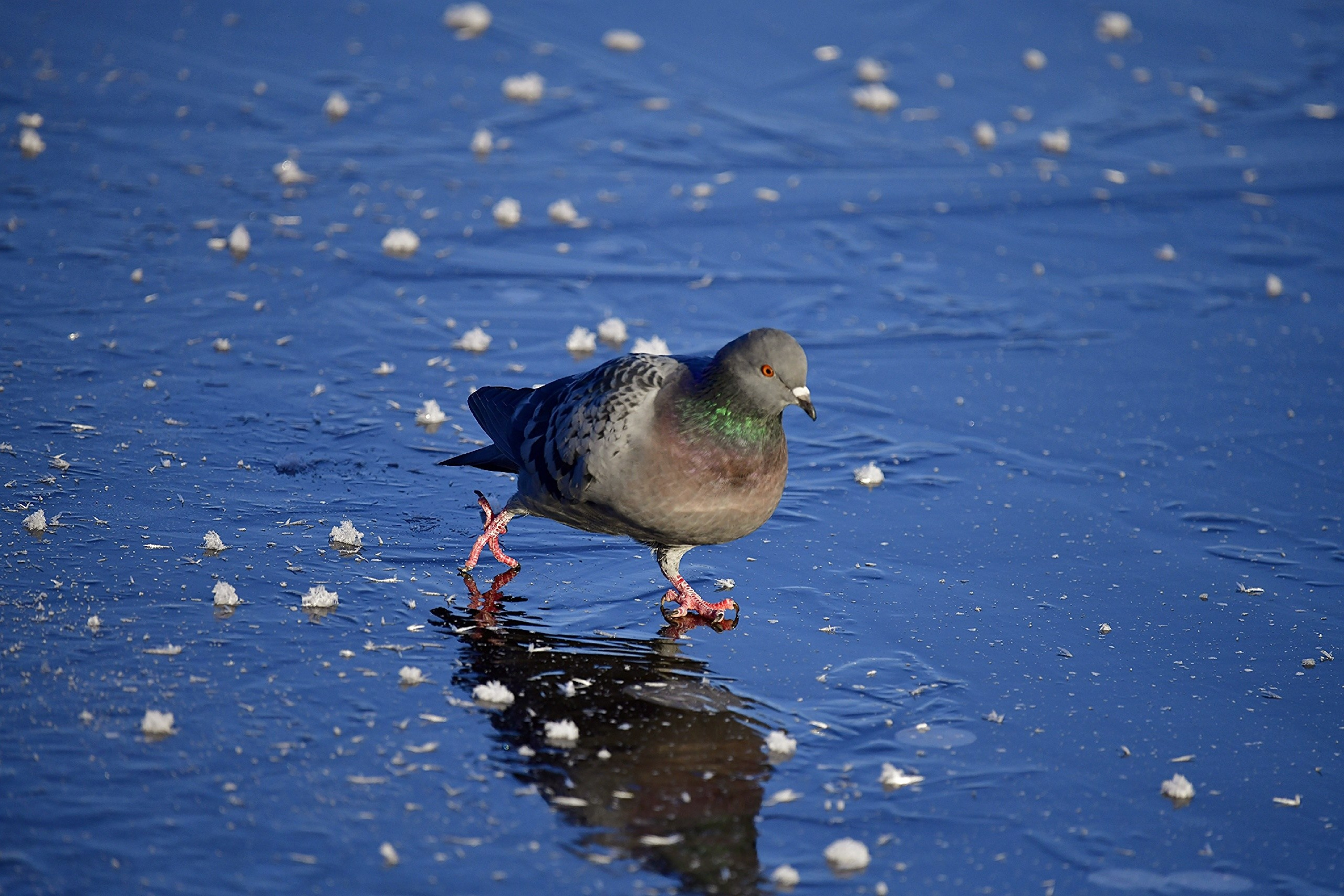 Фотоохота. Фотографии Лены Соколовой