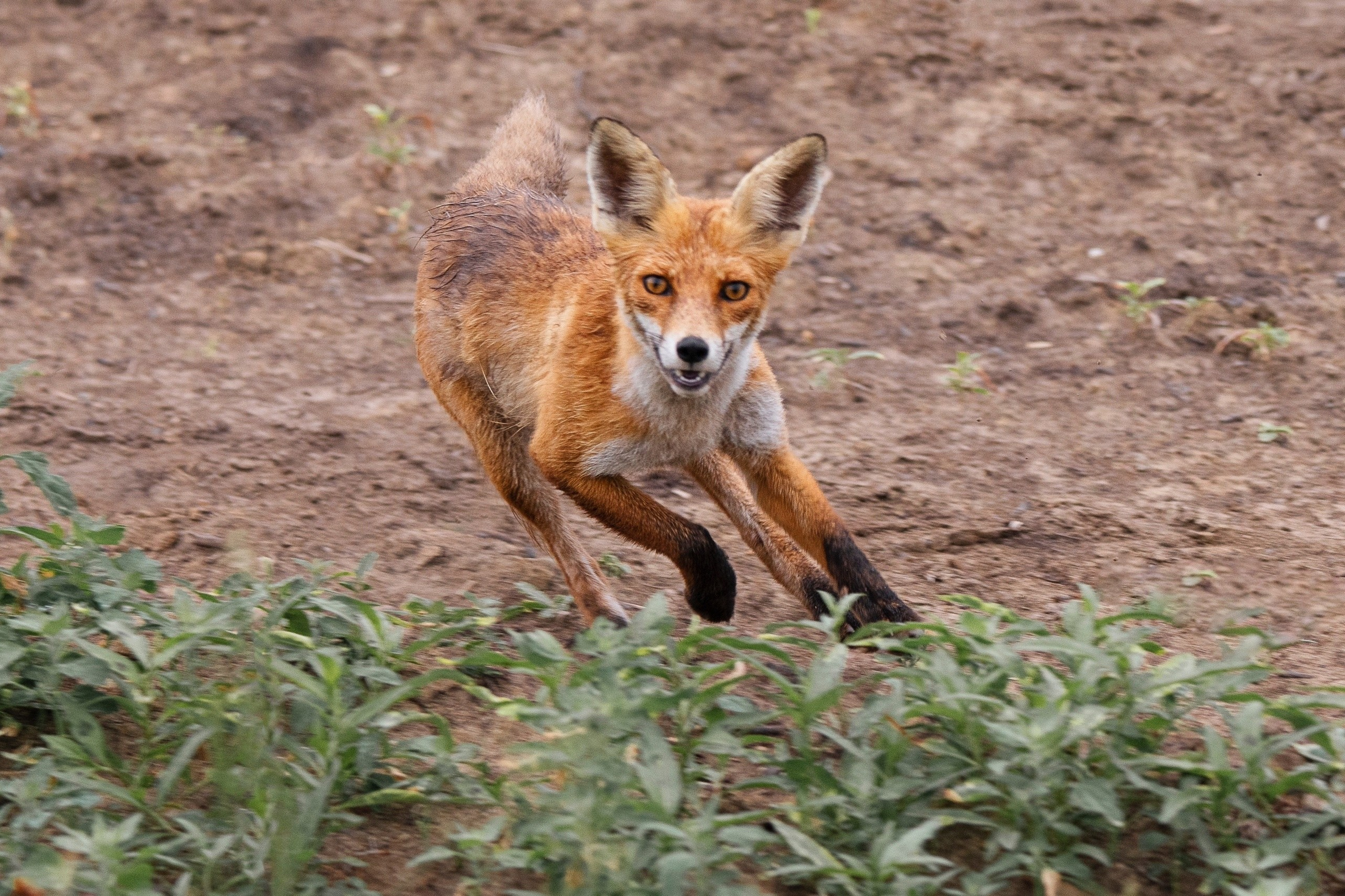 Фотоохота. Фотографии Лены Соколовой