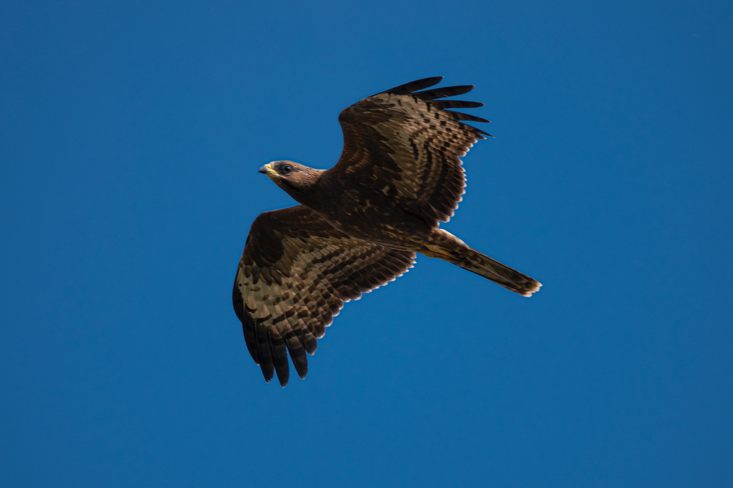 Фотоохота. Фотографии Лены Соколовой