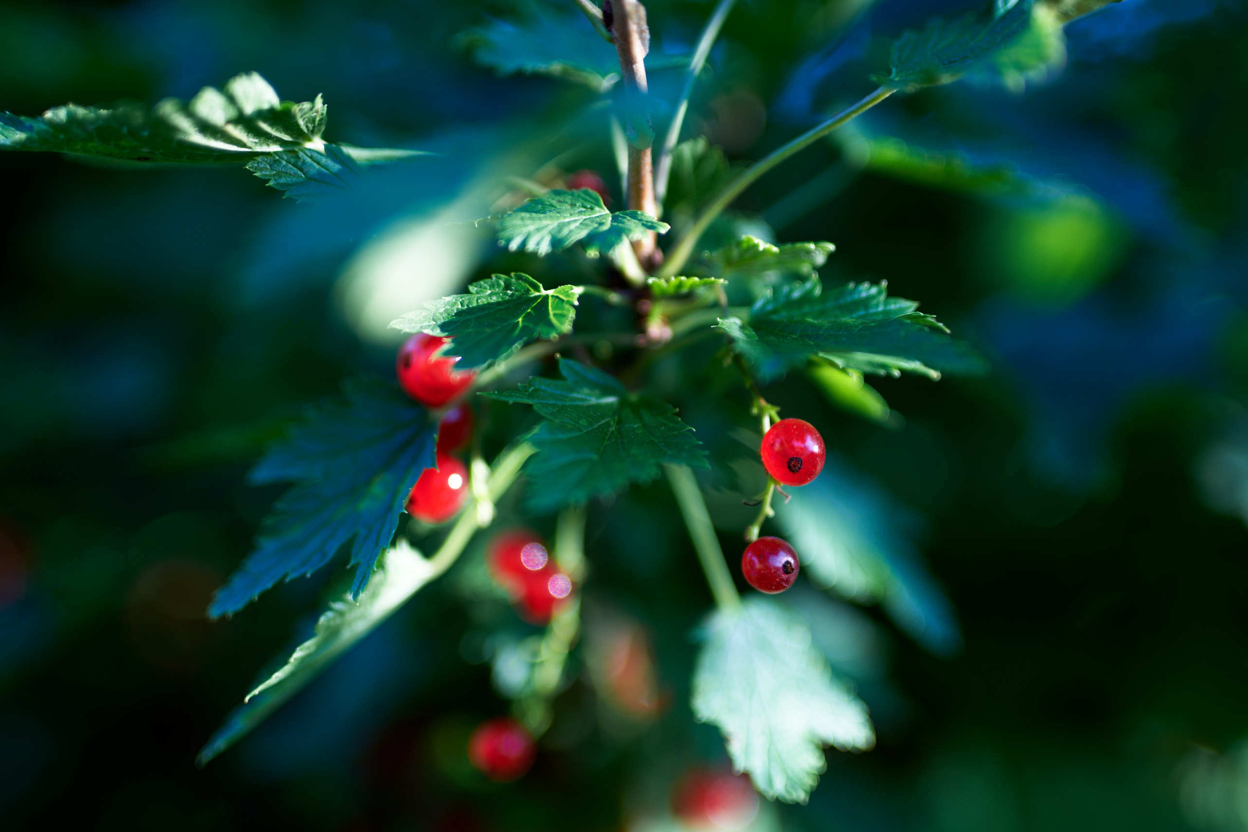 Leaves. Nature and macro photography by Elena Zhukova