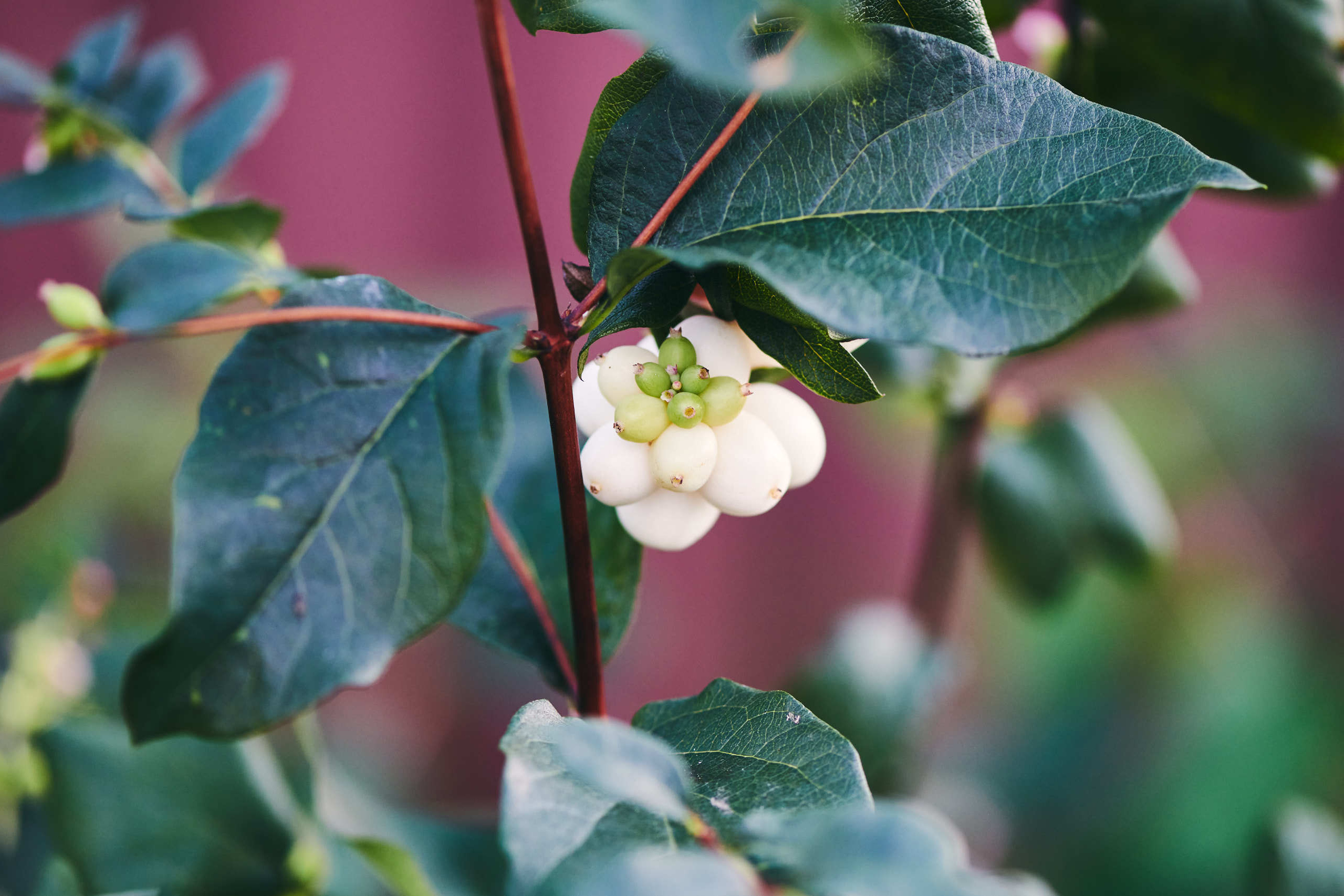 Roses. Nature and macro photography by Elena Zhukova