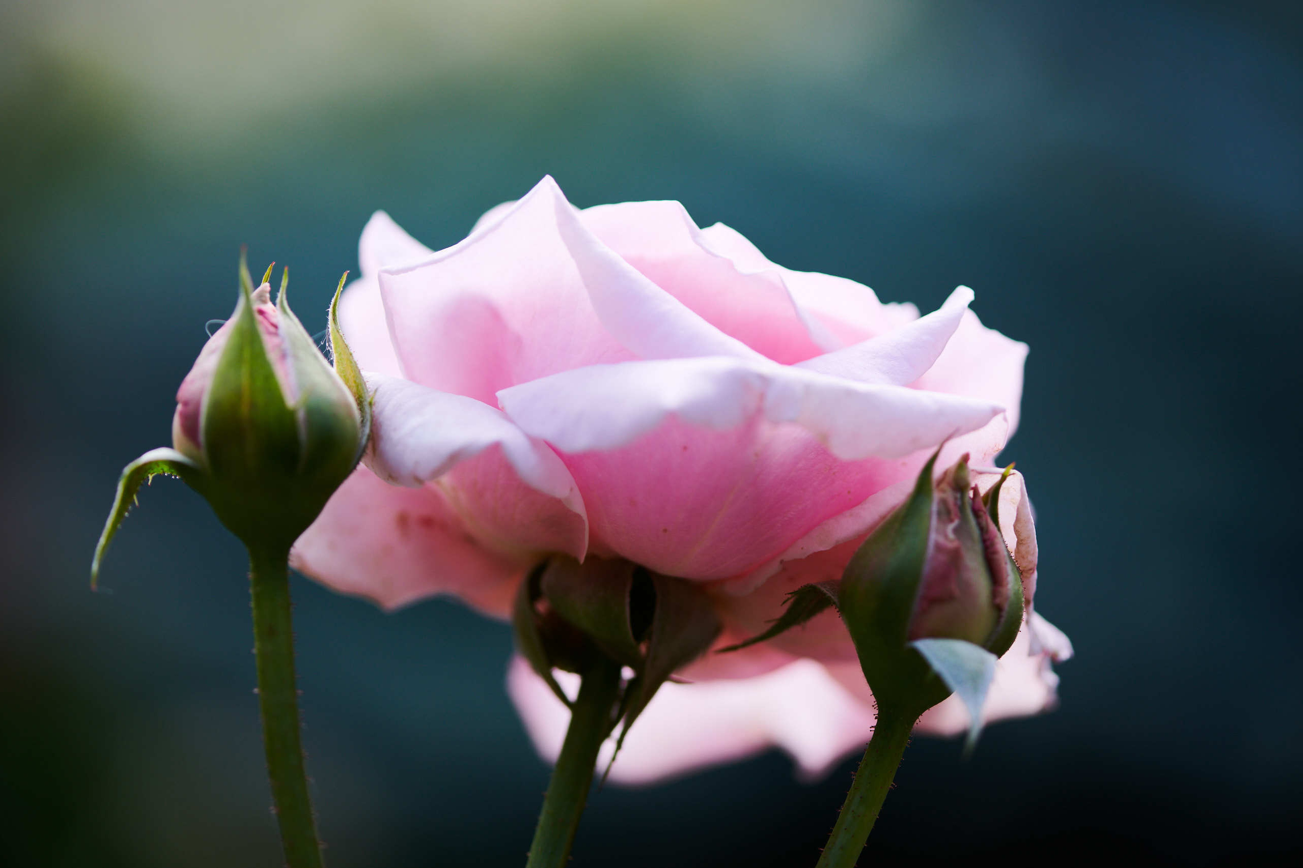 Leaves. Nature and macro photography by Elena Zhukova