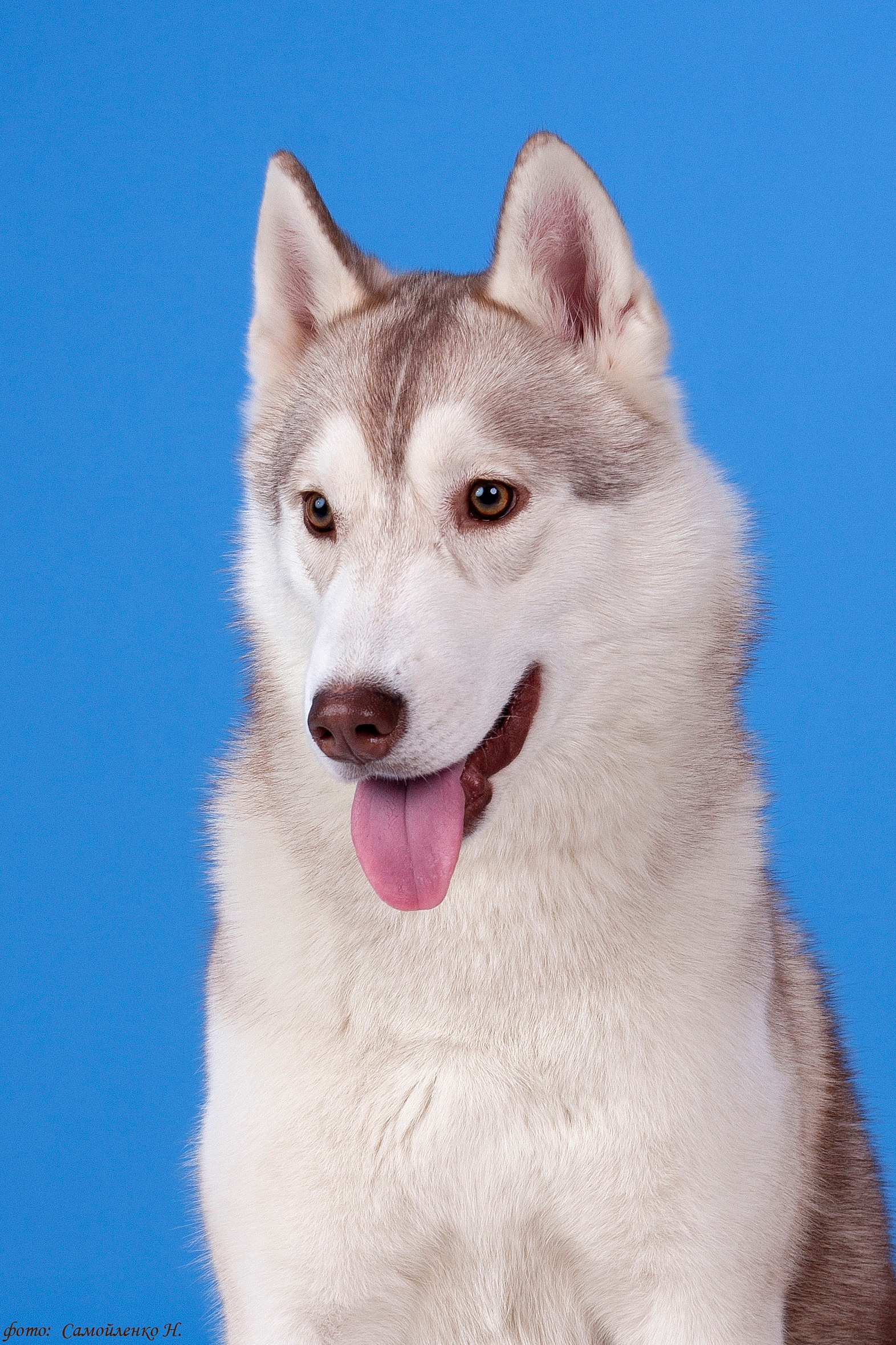 Сибирские хаски питомника Ice Fantasy Брянск. Ice Fantasy kennel: professional breeding of Siberian huskies and wels