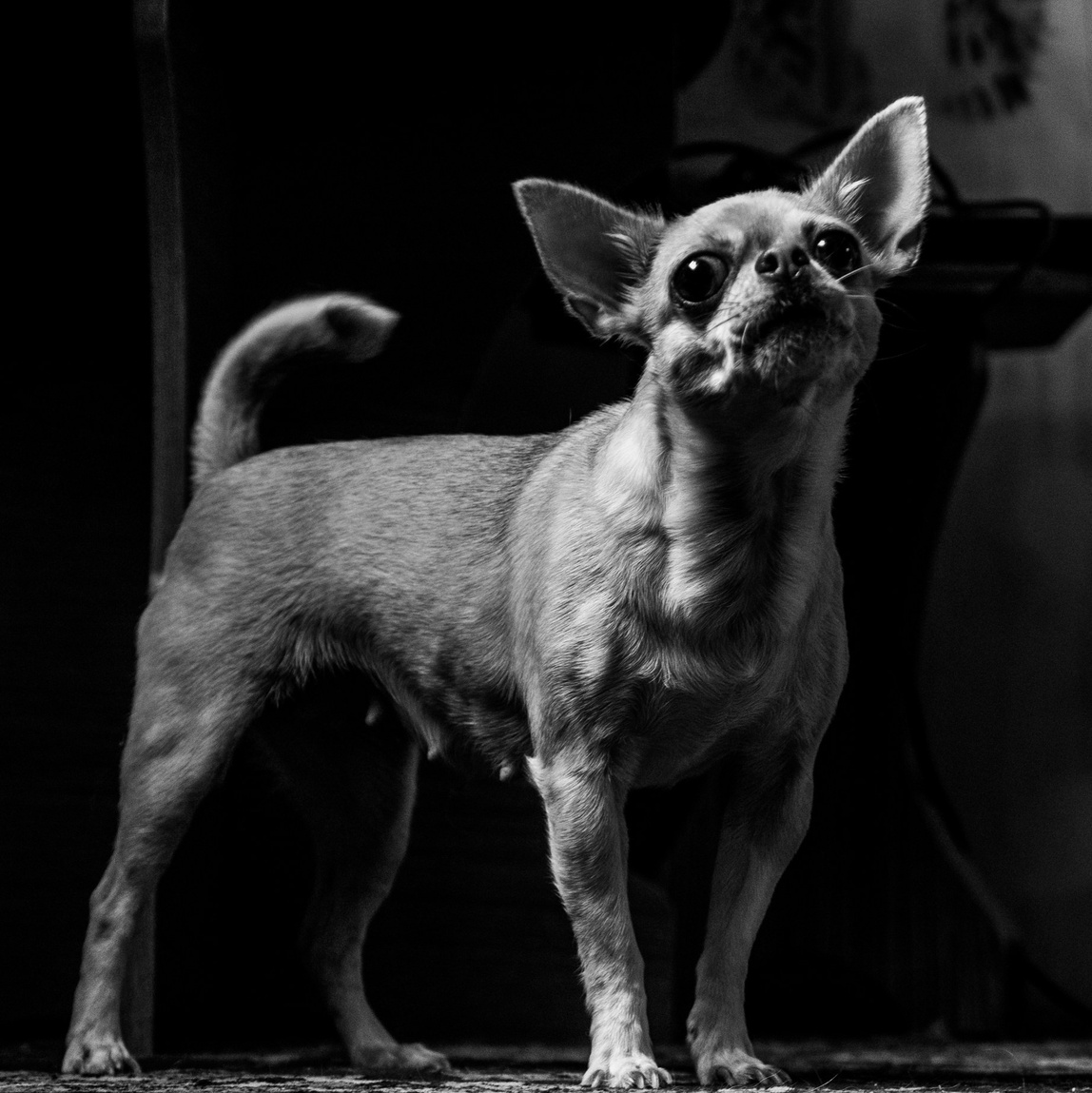 Услуги. Свадебный фотограф Кисловодск Пятигорск Ессентуки Железноводск Владимир Батищев