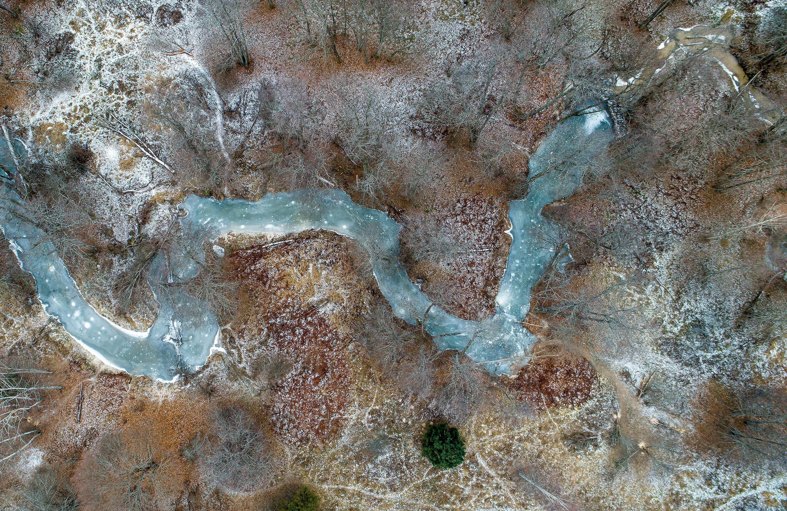 Фототур по съемке зубров в заповеднике “Калужские Засеки”