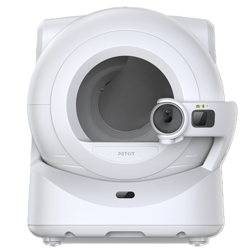 Котёнок американской бурмы. Las Burmas — питомник американской бурмы традиционных линий