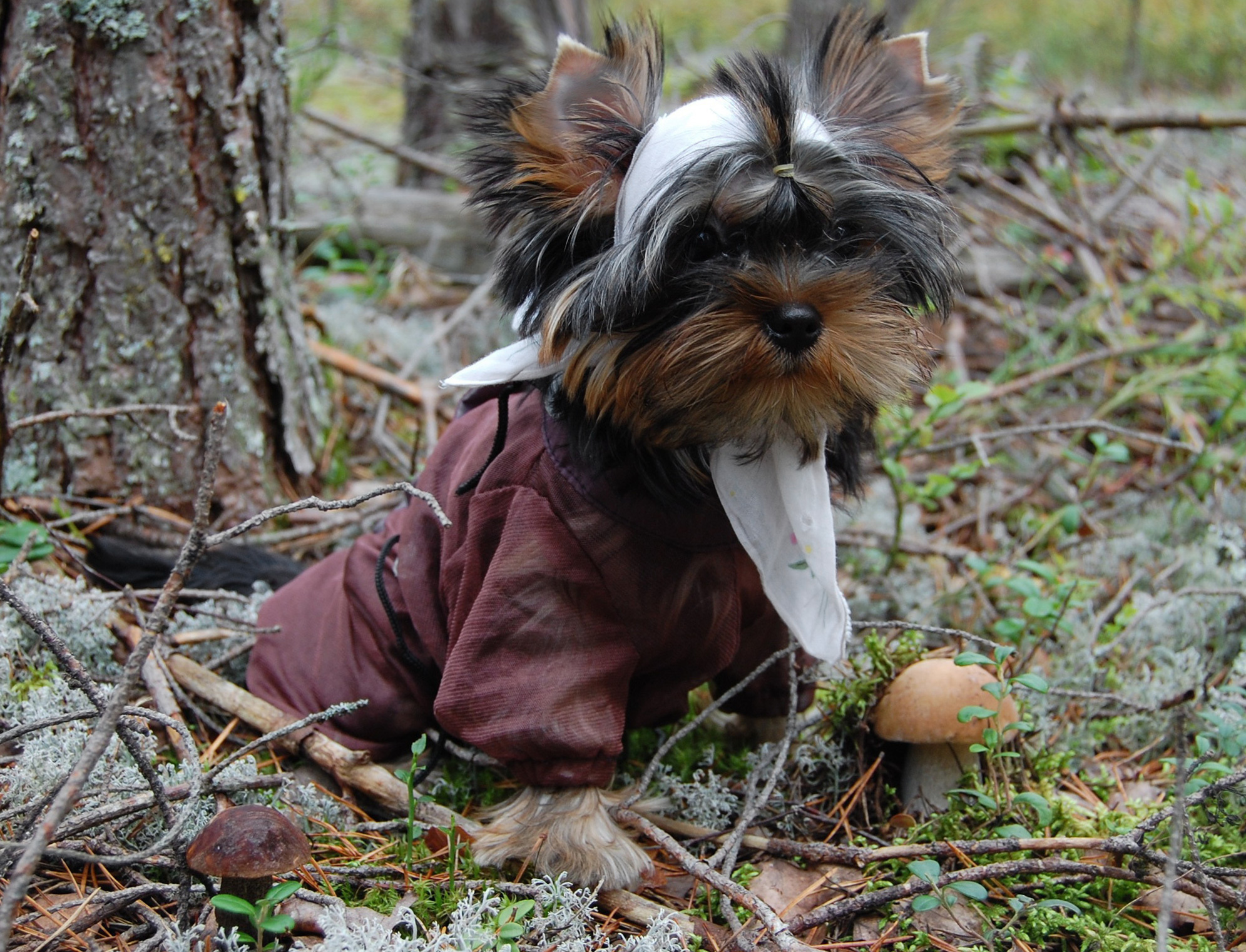 Рекомендации в ухаживании за щенком!. Питомник Йоркширских терьеров Дэнстайл в Санкт-Петербурге заводчик Тих