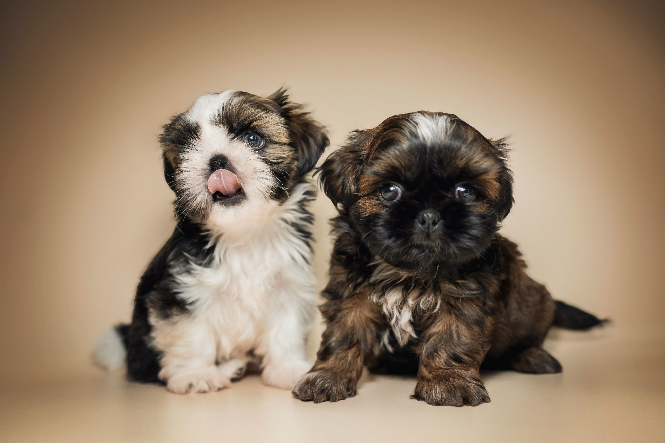 Услуги. Семейный фотограф анималист г. Находка