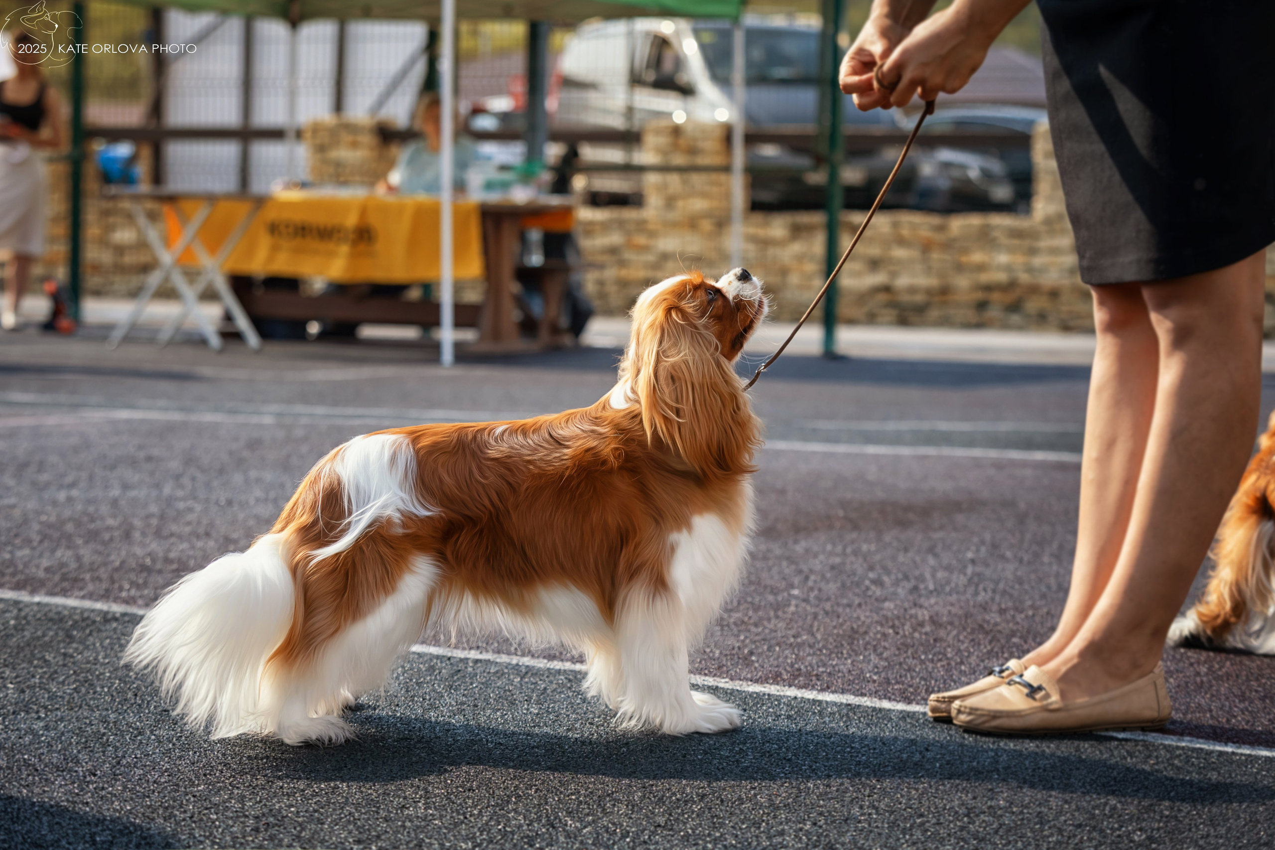 Выставки. Питомник кавалер кинг чарльз спаниелей