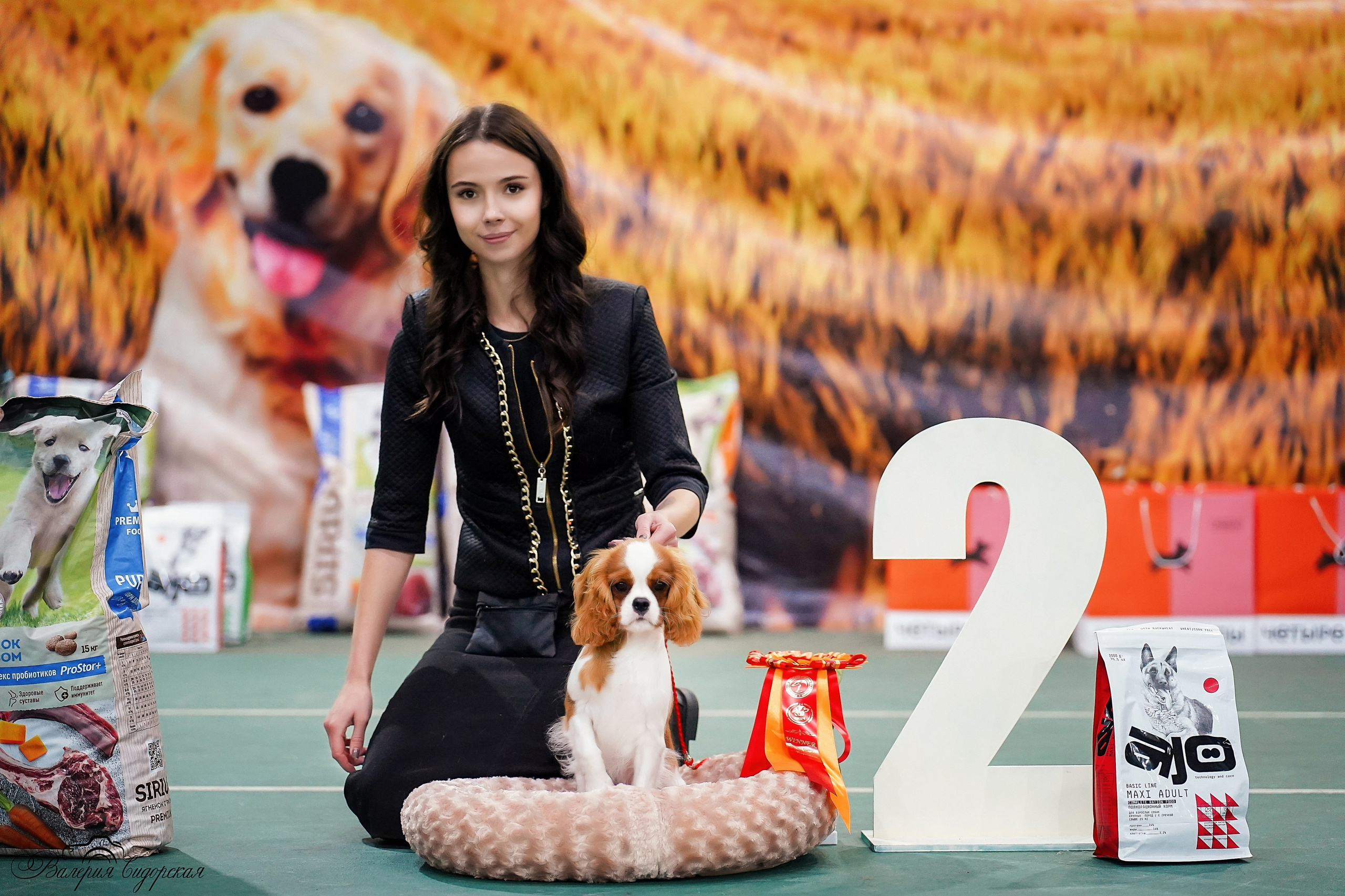 Выставки. Питомник кавалер кинг чарльз спаниелей