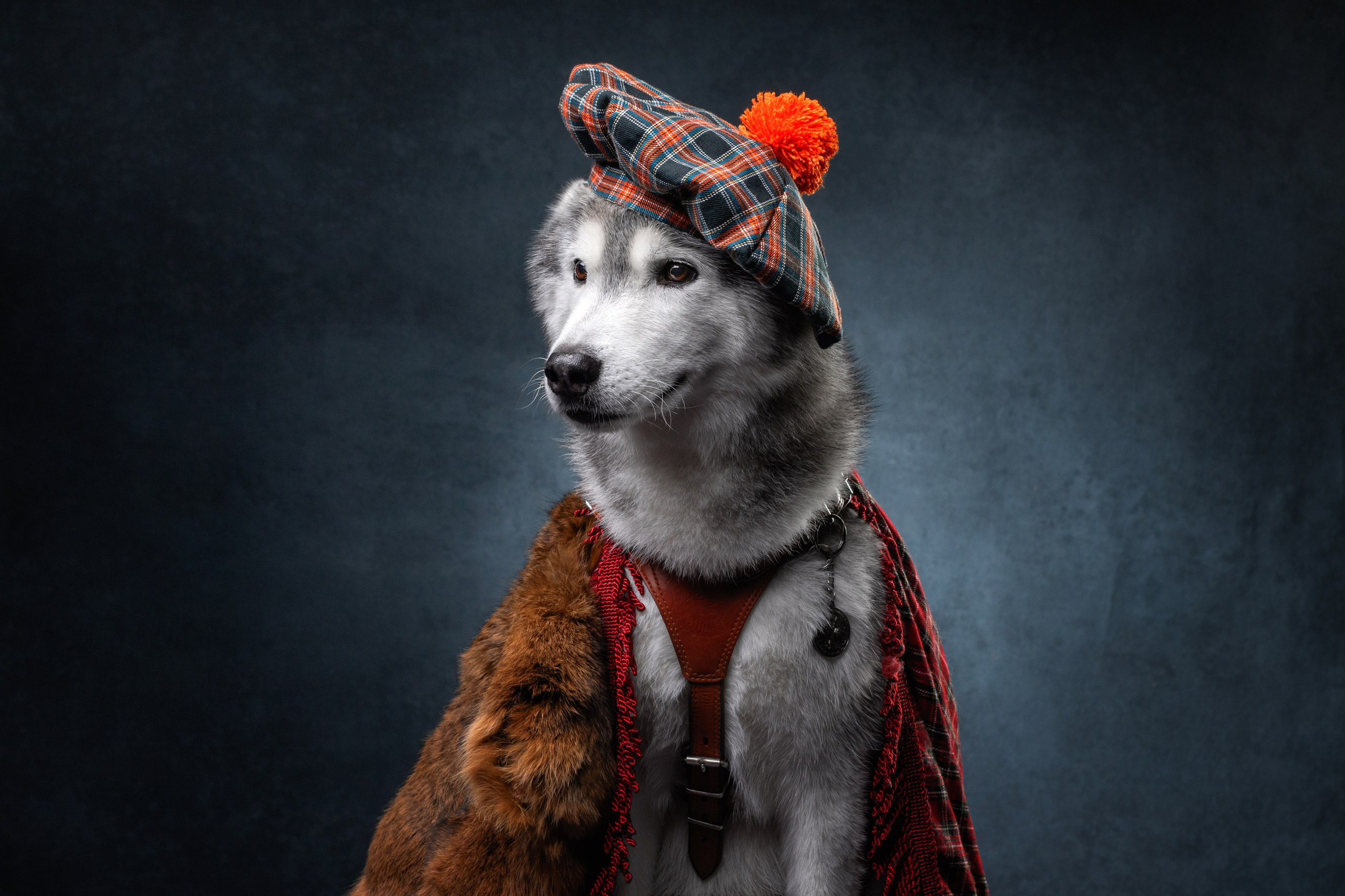 Мои достижения. Фотограф-анималист Юлия Зубкова