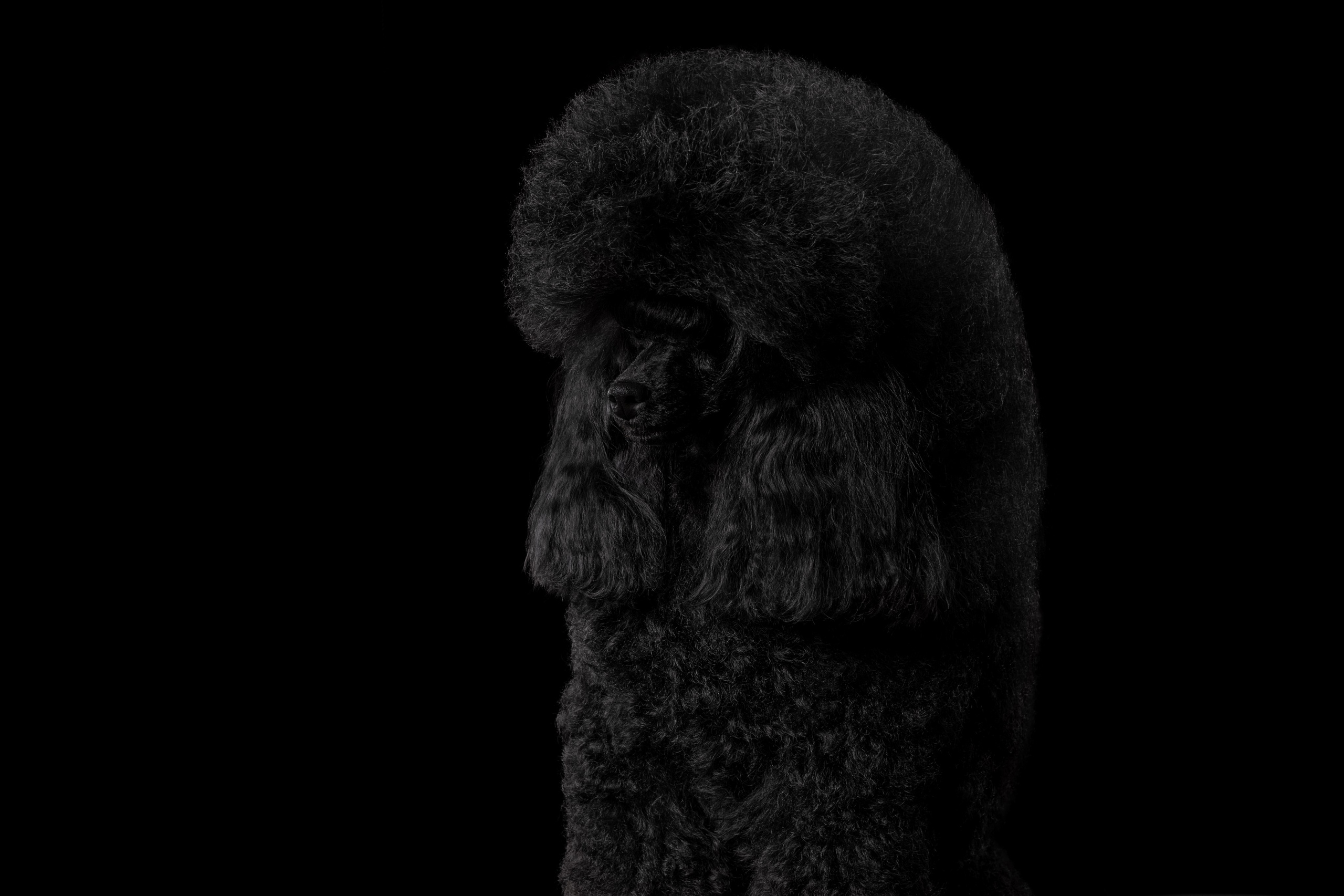 Мои достижения. Фотограф-анималист Юлия Зубкова