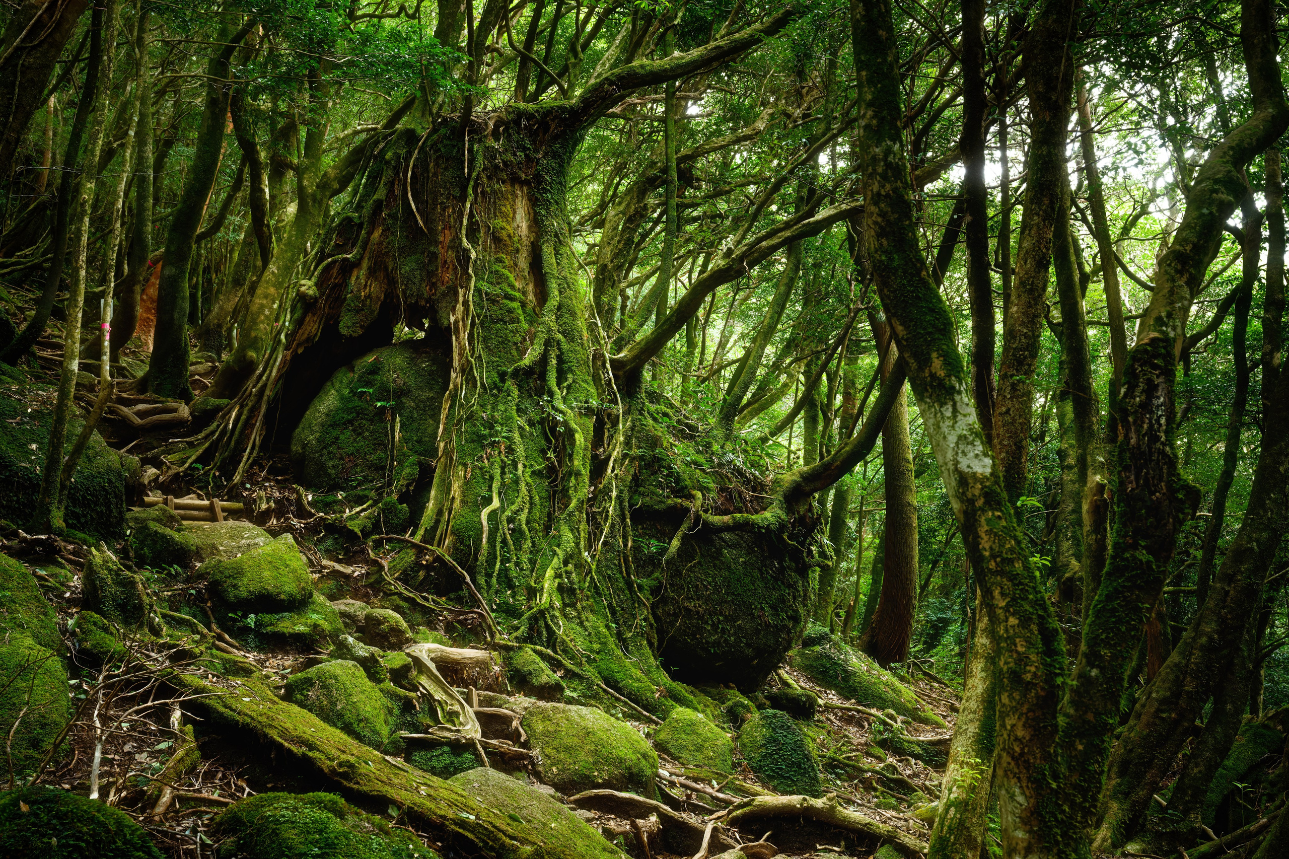 Якусима, 屋久島