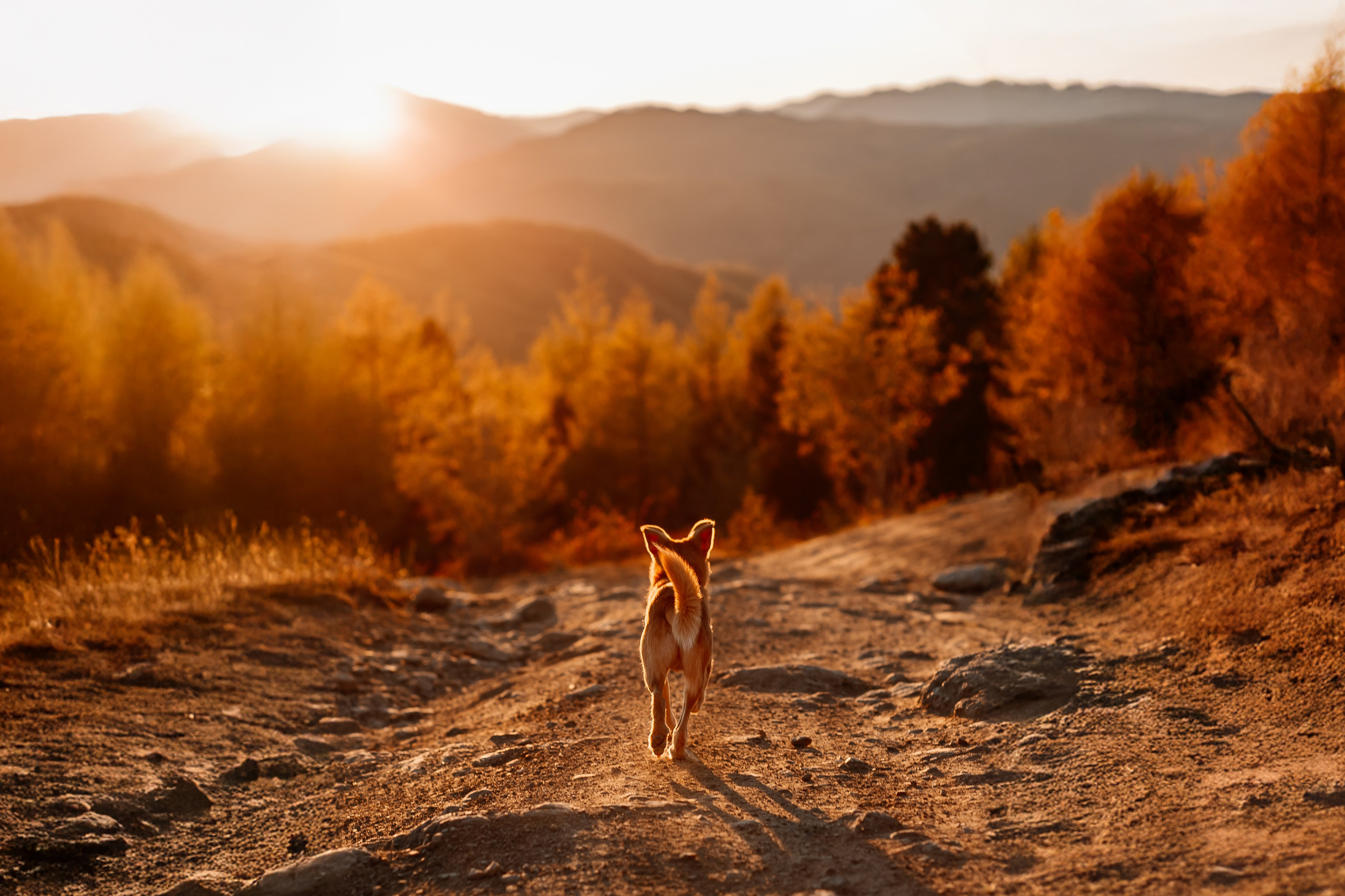 Animal. Фотограф Краснодар Марго Хелбен
