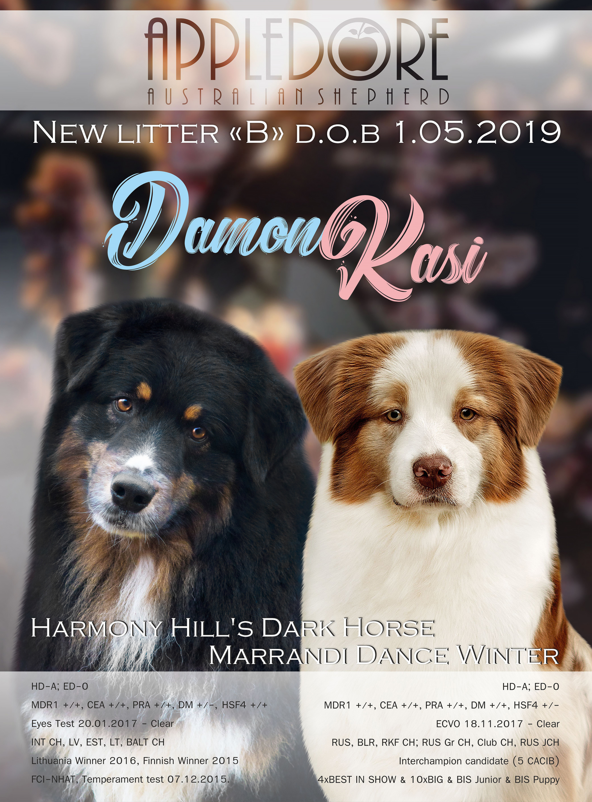 ПОМЕТ Б. Питомник австралийских овчарок «APPLEDORE»