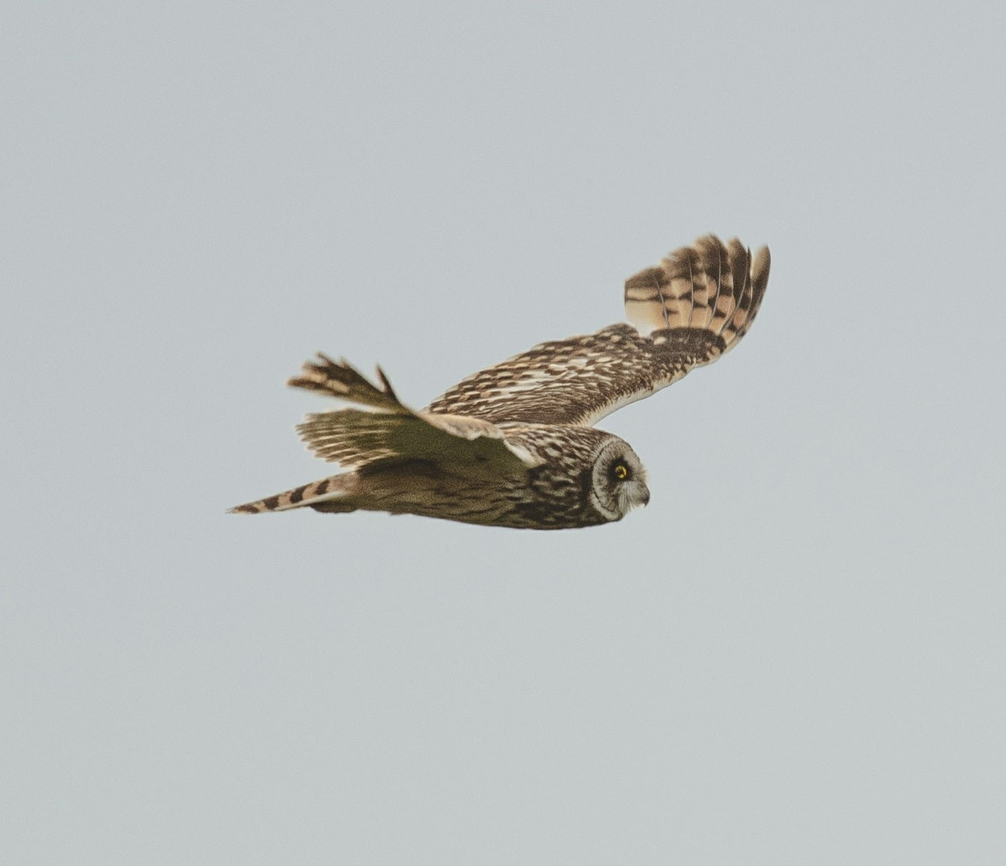 Фотоохота. Фотографии Лены Соколовой