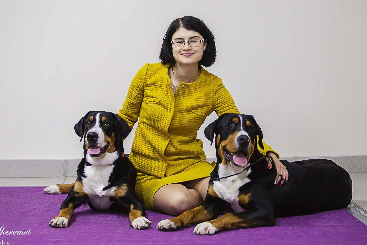 Победы на выставках собак питомника Санбёдс. Питомник Больших Швейцарских Зенненхундов в Калужской области