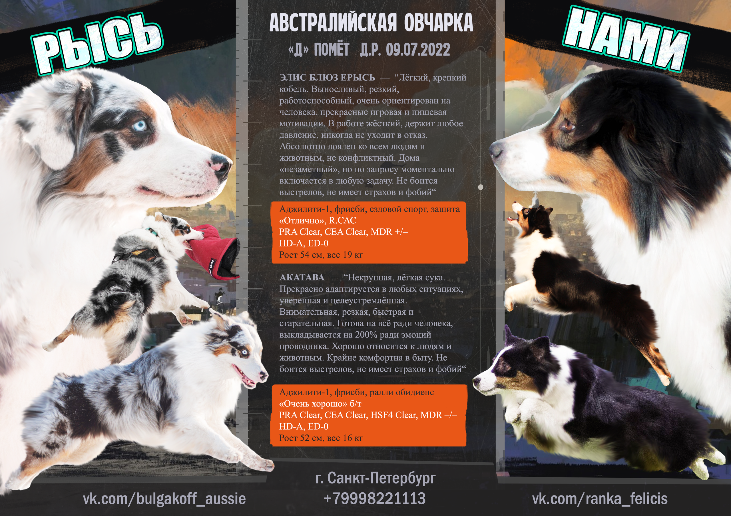 Выпускники. BLGKV питомник собак