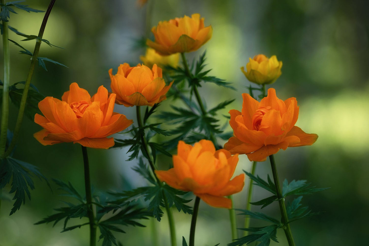 Цветение Купальницы азиатской в предгорьях Алтая. Профессиональный пейзажный фотограф Алёна Рубан