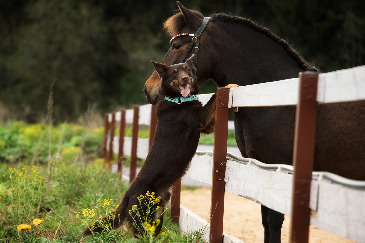 фотограф, фотовыставка, фотограф в СПб, питер фотограф, конный фотограф, съемка лошадей, конная фотография, профессиональный фотограф, фото лошадей, портреты лошадей, фото с лошадьми, заказать съемку лошади, авторские фотографии, публикации в изданиях, росфото, National Geographic, фотограф питер, конный фотограф спб, фотограф санкт-петербург