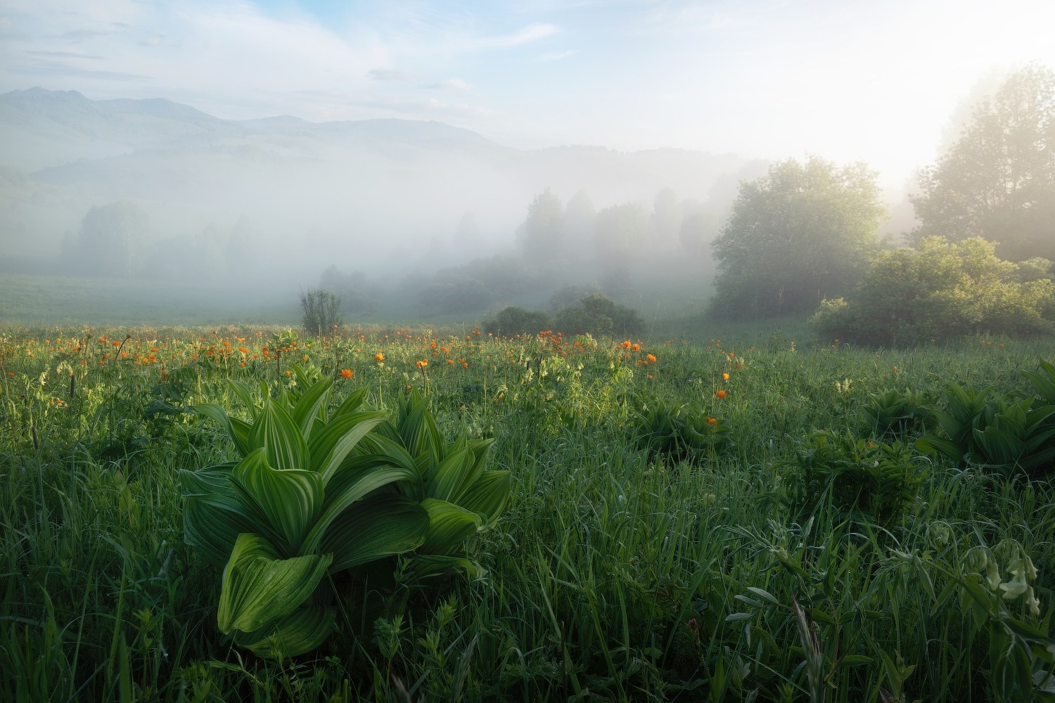 Цветение Купальницы азиатской в предгорьях Алтая. Профессиональный пейзажный фотограф Алёна Рубан