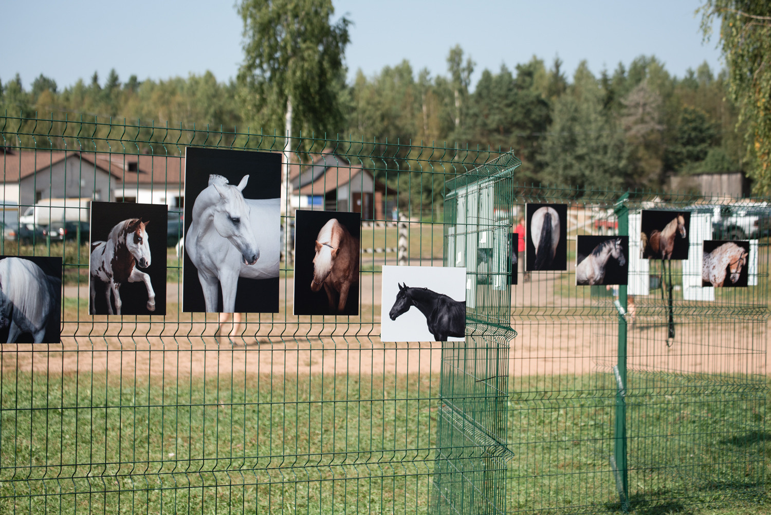 фотограф, фотовыставка, фотограф в СПб, питер фотограф, конный фотограф, съемка лошадей, конная фотография, профессиональный фотограф, фото лошадей, портреты лошадей, фото с лошадьми, заказать съемку лошади, авторские фотографии, публикации в изданиях, росфото, National Geographic, фотограф питер, конный фотограф спб, фотограф санкт-петербург