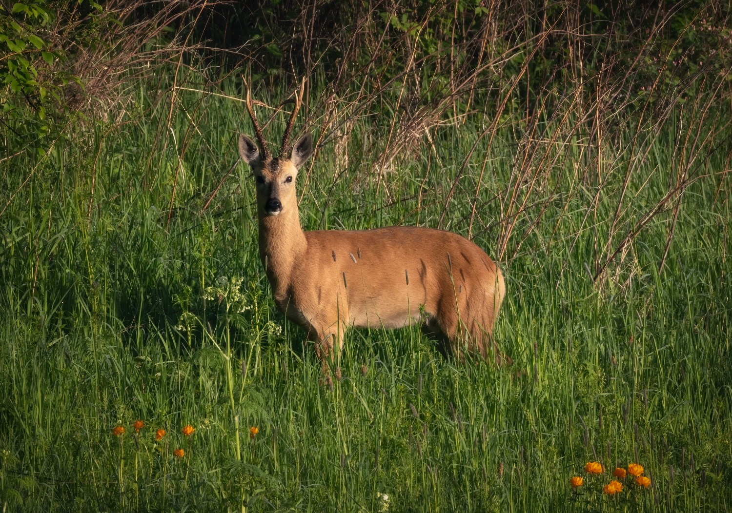 Цветение Купальницы азиатской в предгорьях Алтая. Профессиональный пейзажный фотограф Алёна Рубан