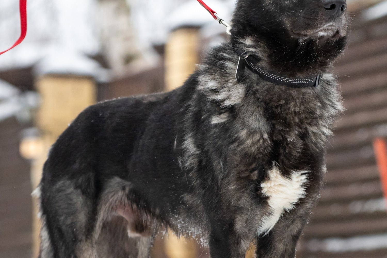 Фотосессия собаки на пристройство. Фотограф собак в Москве и Московской области Иванушкина Мария