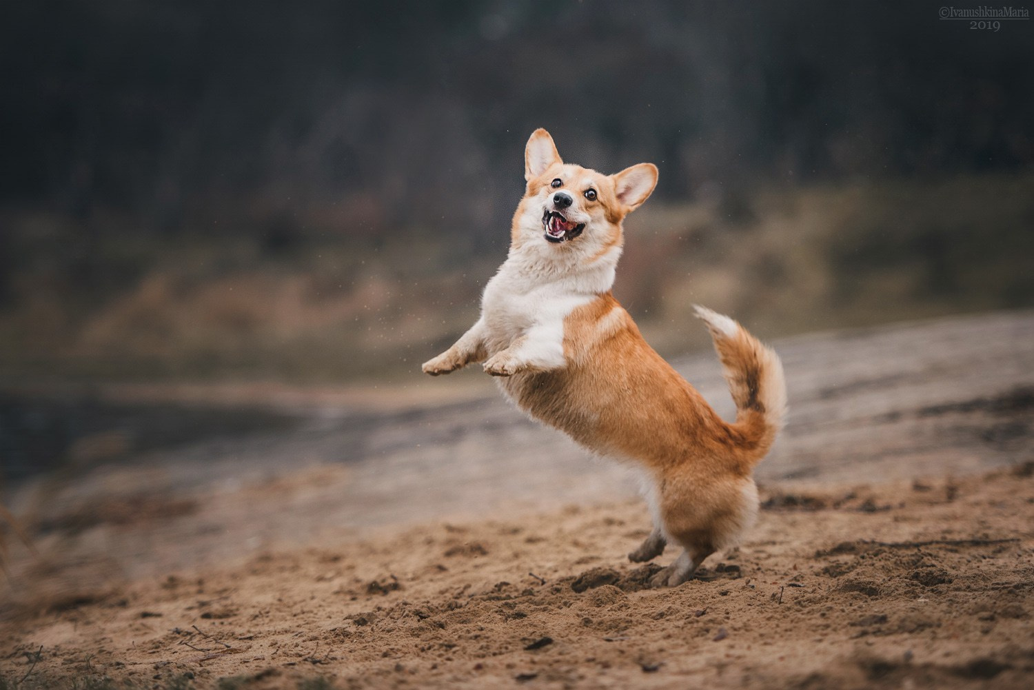 Лучшие трюки собак для фотосессии. Фотограф собак в Москве и Московской области Иванушкина Мария