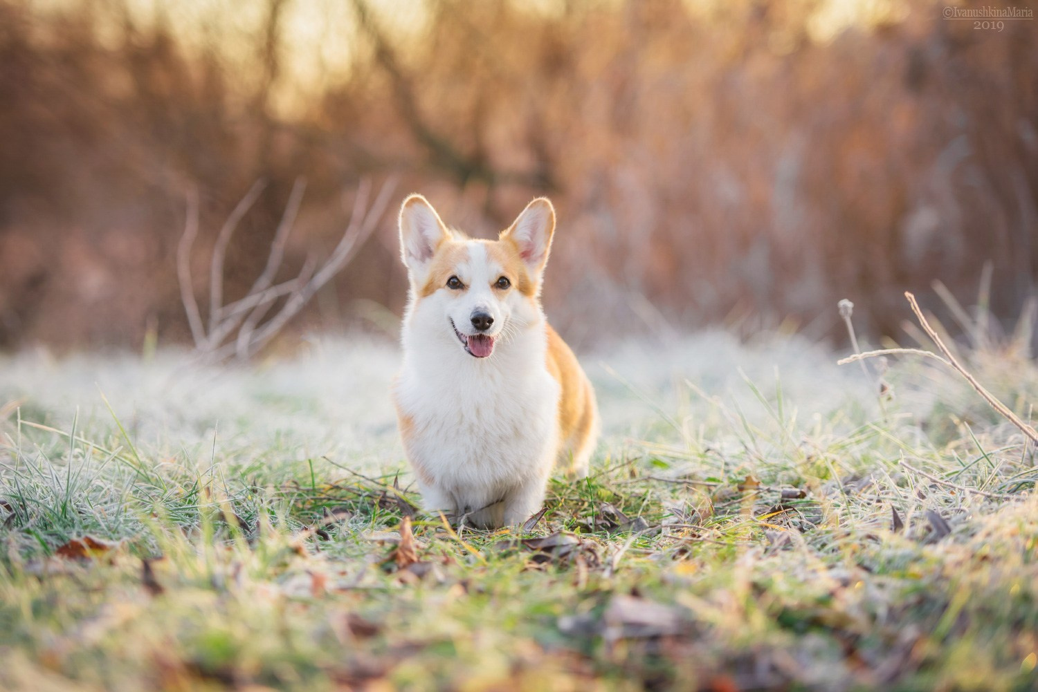 Как выбрать место и время для фотосессии собаки. Фотограф собак в Москве и Московской области Иванушкина Мария