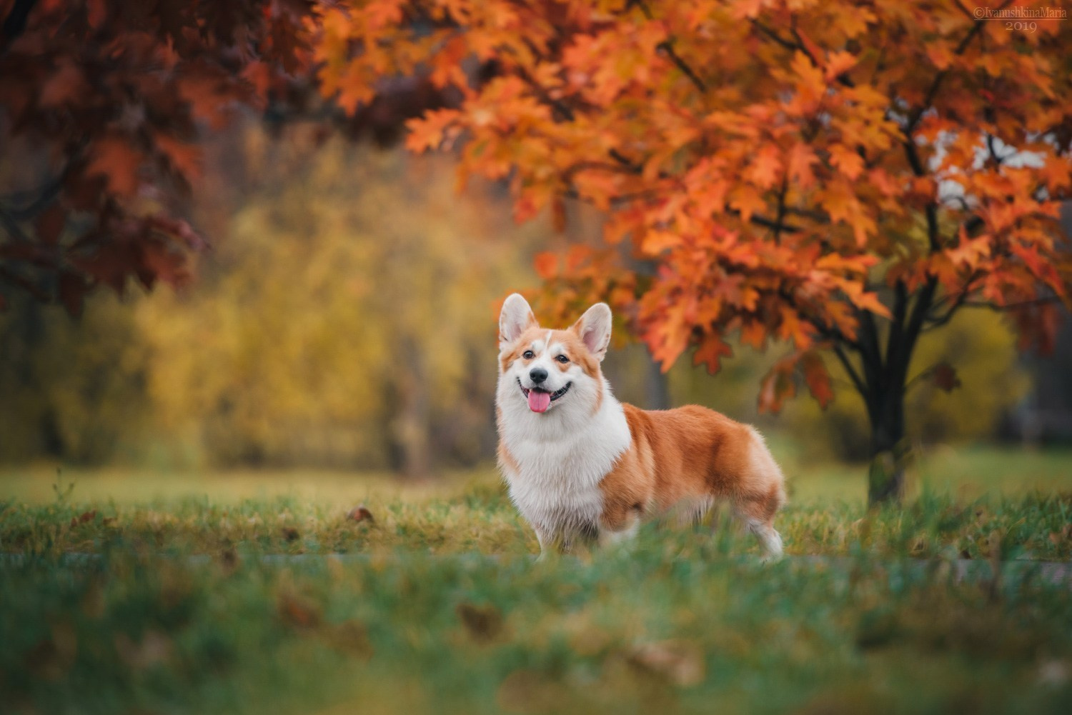 Как выбрать место и время для фотосессии собаки. Фотограф собак в Москве и Московской области Иванушкина Мария