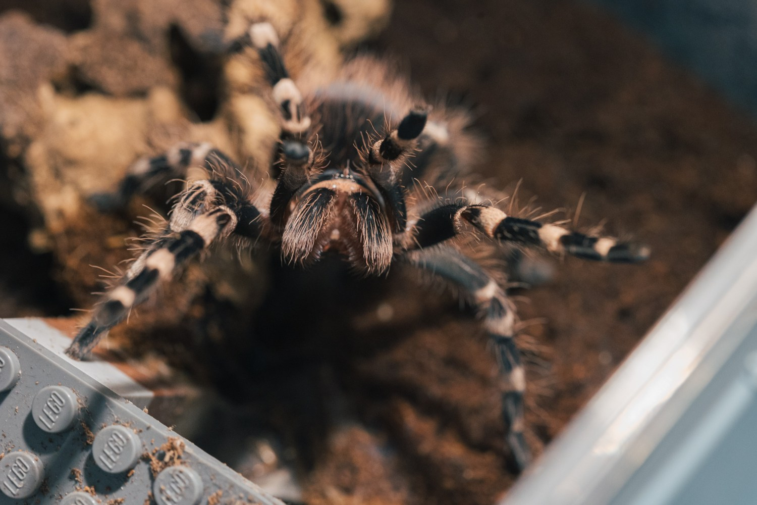 Пауки-птицееды в моем объективе. Галина Шарапова Детский и семейный фотограф Москва