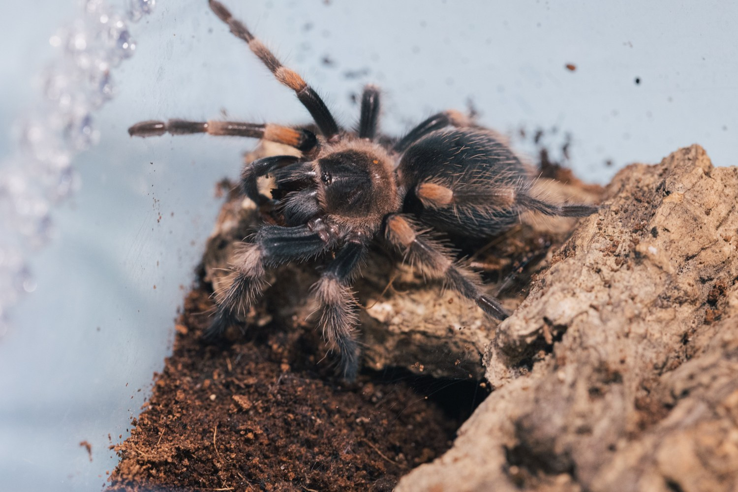 Пауки-птицееды в моем объективе. Галина Шарапова Детский и семейный фотограф Москва