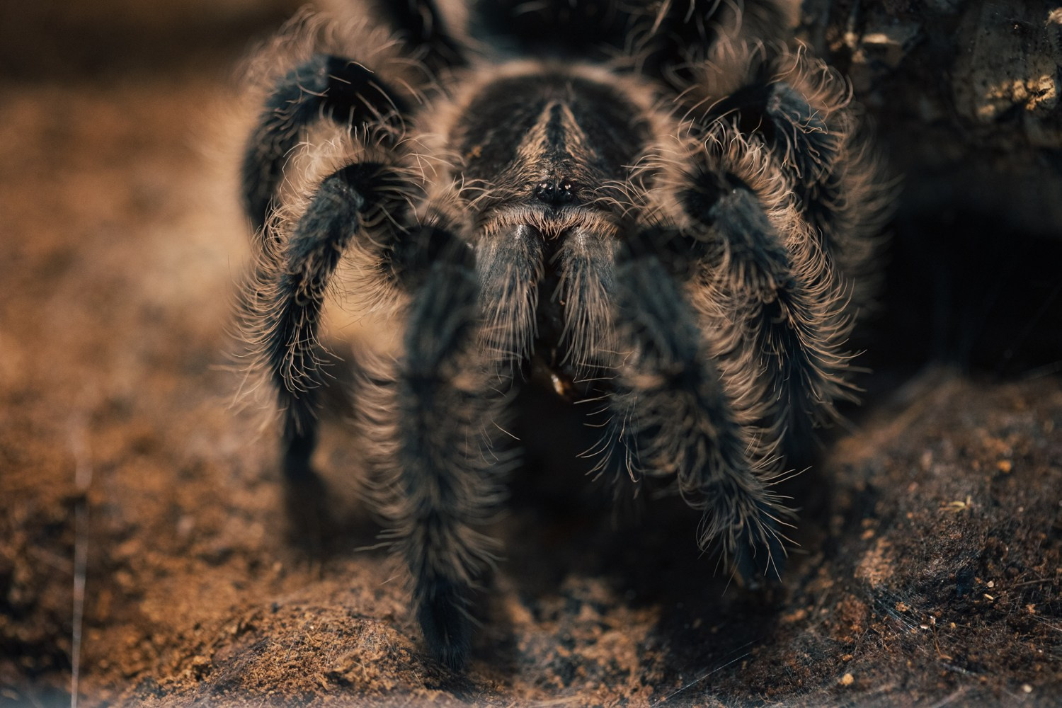 Пауки-птицееды в моем объективе. Галина Шарапова Детский и семейный фотограф Москва