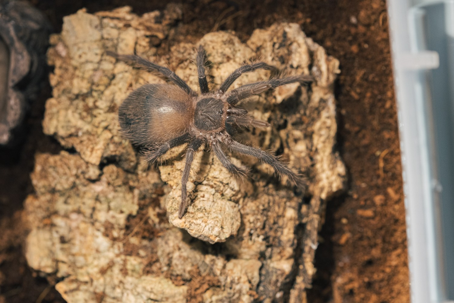 Пауки-птицееды в моем объективе. Галина Шарапова Детский и семейный фотограф Москва