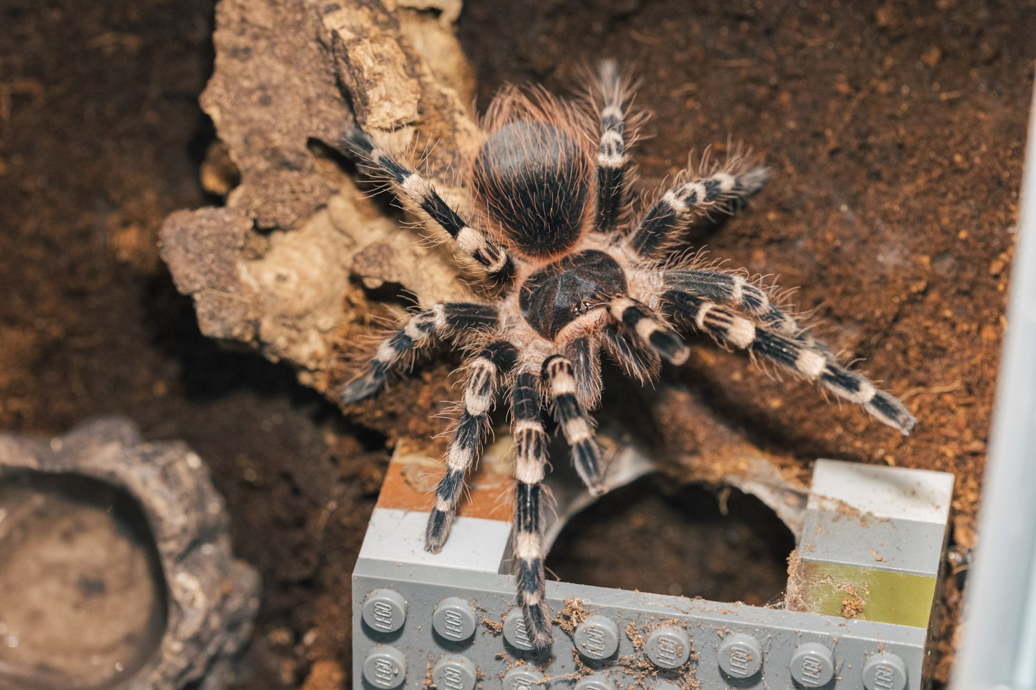 Пауки-птицееды в моем объективе. Галина Шарапова Детский и семейный фотограф Москва