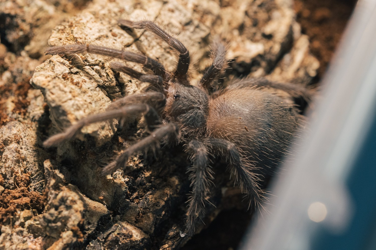 Пауки-птицееды в моем объективе. Галина Шарапова Детский и семейный фотограф Москва