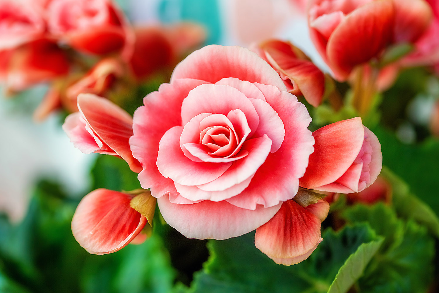 Макро портреты цветов на контент-съемке для цветочного магазина