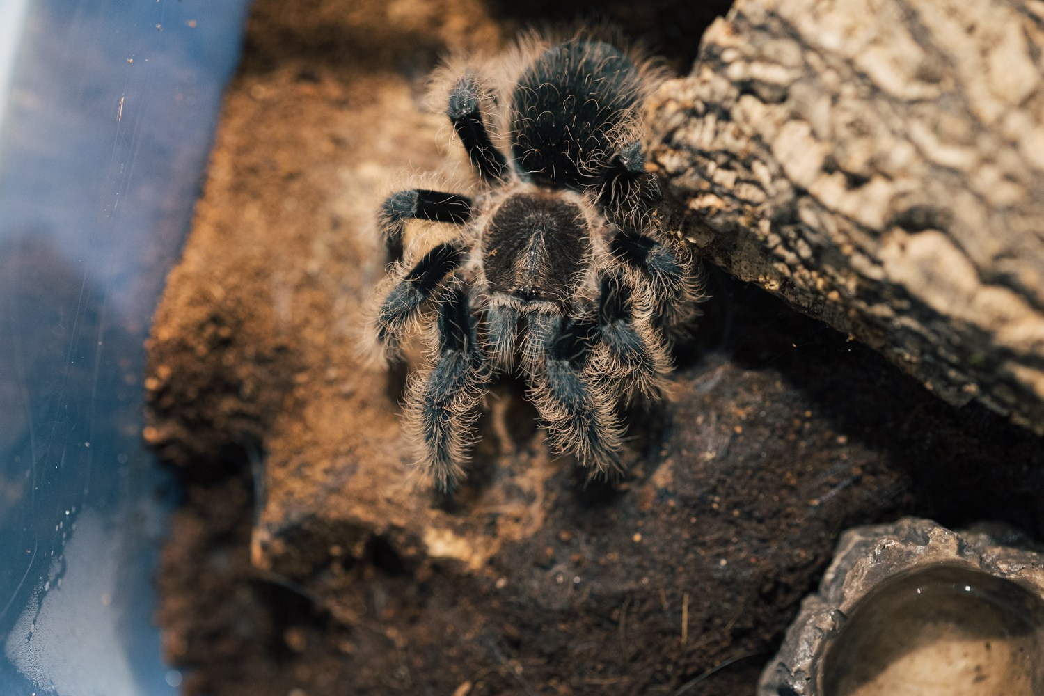 Пауки-птицееды в моем объективе. Галина Шарапова Детский и семейный фотограф Москва