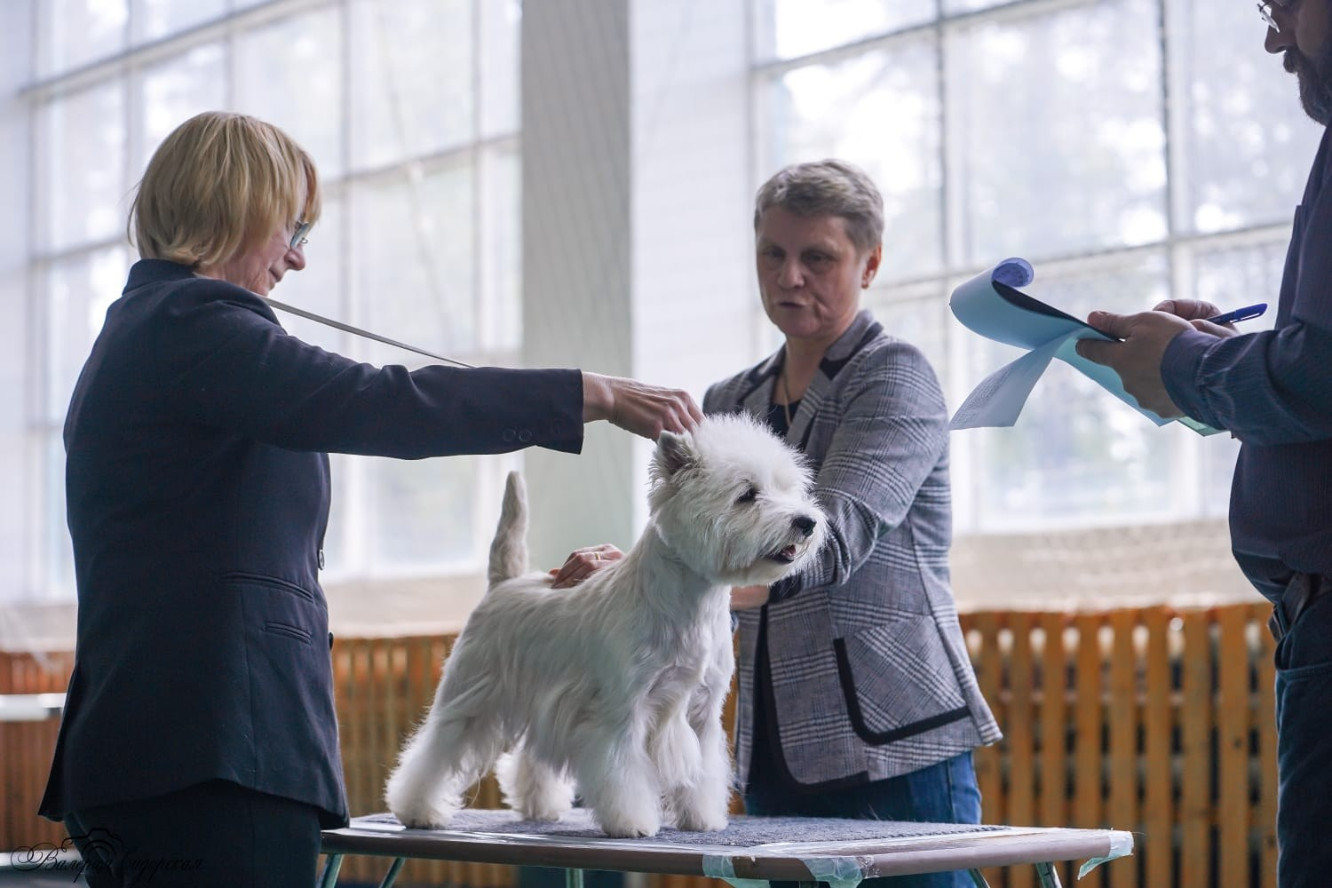 Липецк — Выставка собак 3 группы FCI + speciality. Питомник собак породы вест хайленд вайт терьер в Москве