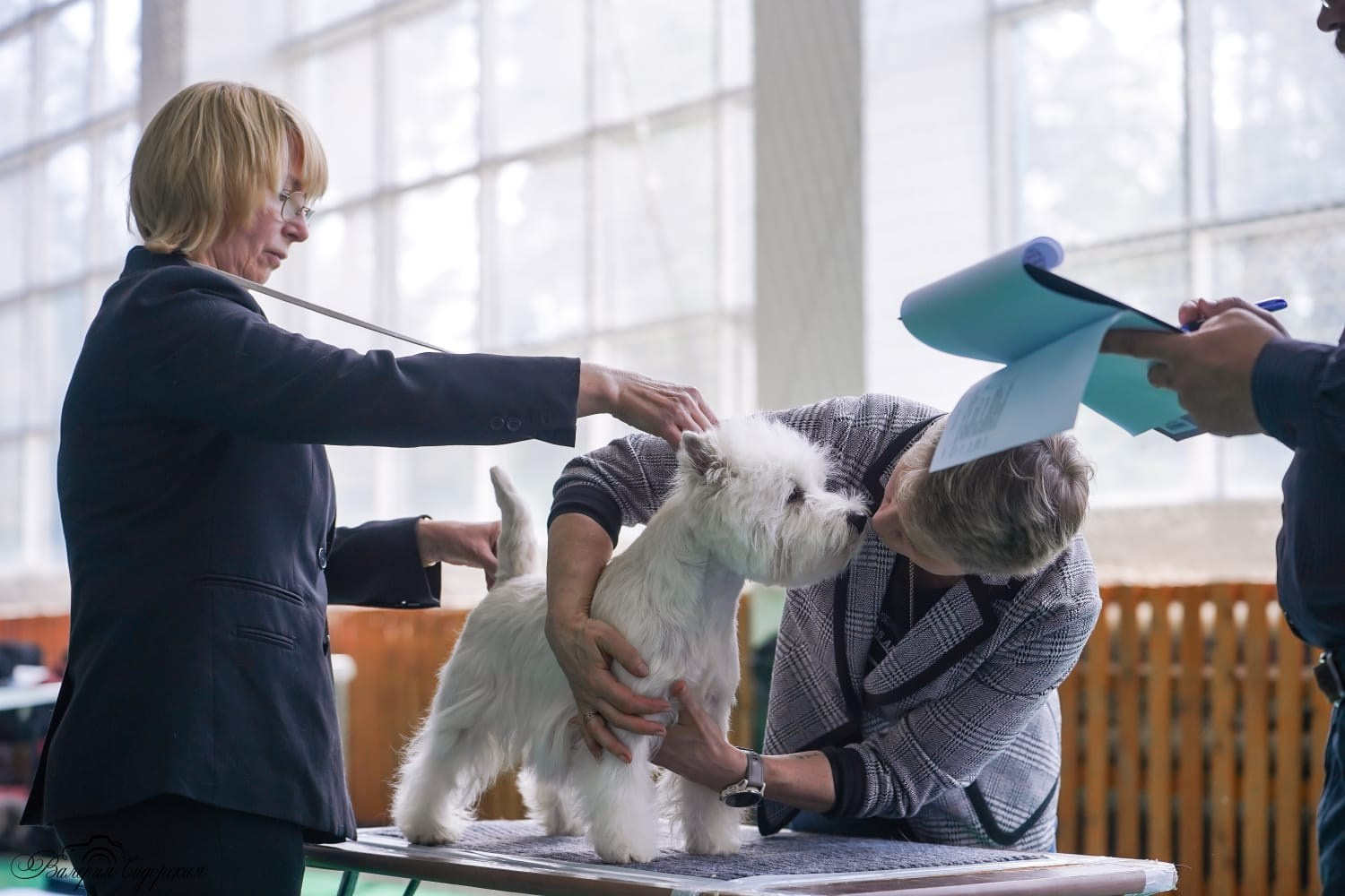 Липецк — Выставка собак 3 группы FCI + speciality. Питомник собак породы вест хайленд вайт терьер в Москве